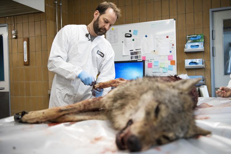 DTU Veterinærinstitut i København undersøger en ulv, der blev skudt ved Ulfborg. Ny rapport viser, at der er færre ulve tilbage i Danmark.  Gregers Tycho/RITZAU