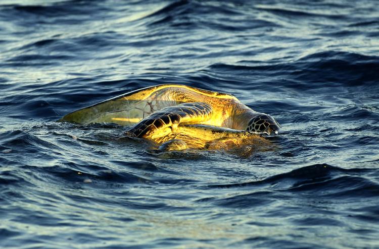 
    Havskildpaddeparring ved Aldabra.   Mik Eskestad/POLFOTO