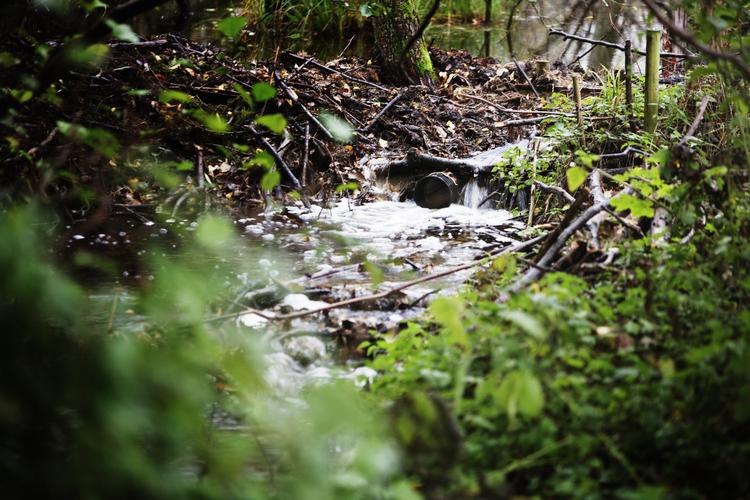Bævere volder problemer for landets skovejere - blandt andet fordi de bygger dæmninger, der giver oversvømmelser af produktionsarealer.
   Lasse Kofod/POLFOTO