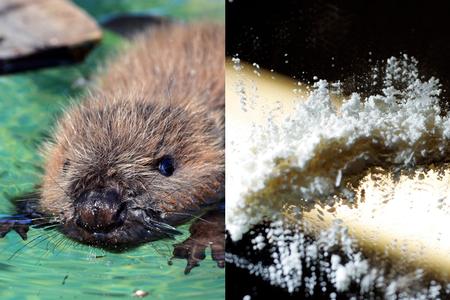 Arkivfoto Axel Heimken/Martin Lehmann