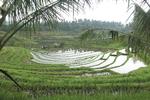 Risterasserne på Bali, her ved Belimbing, er små grafiske kunstværker. De snor sig og er anlagt, så de er tilpasset ejerskaber og de naturlige vandløb, hvis løb lokale kender gennem hundreder af år. Ulla Lund