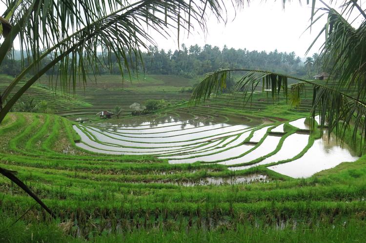 Risterasserne på Bali, her ved Belimbing, er små grafiske kunstværker. De snor sig og er anlagt, så de er tilpasset ejerskaber og de naturlige vandløb, hvis løb lokale kender gennem hundreder af år. Ulla Lund