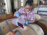 Mens vi går rundt og venter på, at vores rundvisning på Mendoza Winery lidt uden for Benidorm skal starte, er en kvindelig medarbejder ved at hælde vin på tønde. Hun fjerner ikke blikket fra den bløde stråle af vin på noget tidspunkt.  Foto: Simone Kamp