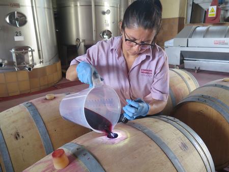 Mens vi går rundt og venter på, at vores rundvisning på Mendoza Winery lidt uden for Benidorm skal starte, er en kvindelig medarbejder ved at hælde vin på tønde. Hun fjerner ikke blikket fra den bløde stråle af vin på noget tidspunkt.  Foto: Simone Kamp