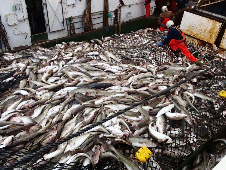EU og Storbritannien skal indgå en særlig aftale om fiskemuligheder inden 1. juli 2020, står der i udkastet til en brexitaftalen. Per Folkver/POLFOTO