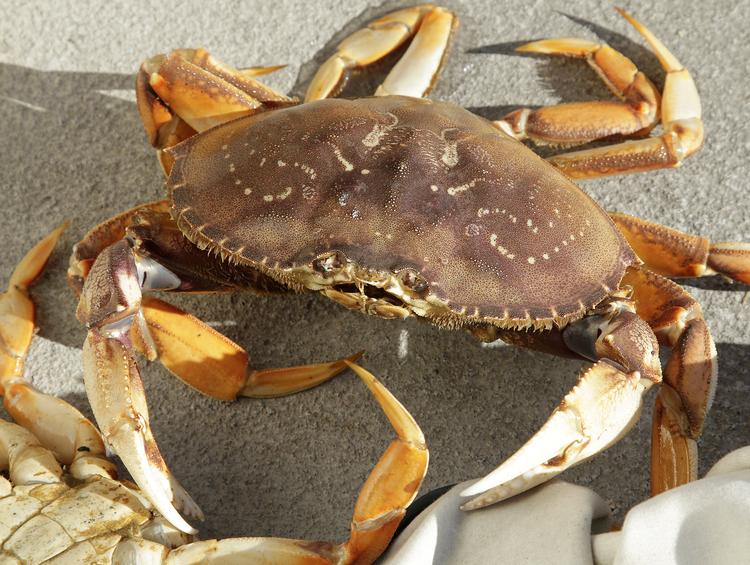 Fiskeriet af californiske taskekrabber som denne er hårdt ramt af klimaforandringer. Når vandet bliver varmere, blomstrer giftige alger, og det gør kødet sundhedsfarligt. Nu gør fiskerne energisektoren ansvarlig for udviklingen. Ben Margot/AP