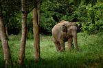 Et af de steder i Thailand, hvor elefanter kan vandre frit, er i Kui Buri Nationalpark. Thomas Borberg/POLFOTO