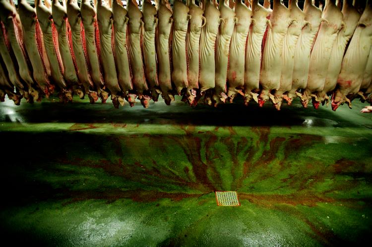 Kineserne har i modsætning til danskerne smag for grisetæer, -ører og -haler. Jan Grarup/POLFOTO