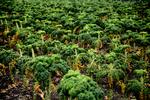 Den vitaminrige grønkål kan stå i haven hele vinteren og bidrager til vitaminrige – og kødløse –måltider. Foto: Peter Hove Olesen/POLFOTO