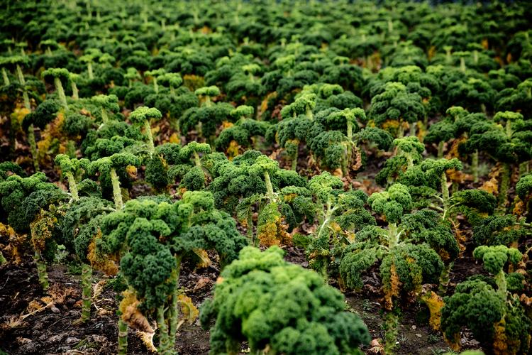 Den vitaminrige grønkål kan stå i haven hele vinteren og bidrager til vitaminrige – og kødløse –måltider. Foto: Peter Hove Olesen/POLFOTO