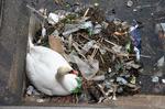 En svane har bygget en rede af plastik i Sortedamssøen i København.   Foto: Lisbeth Engbo/ Plastic Change 