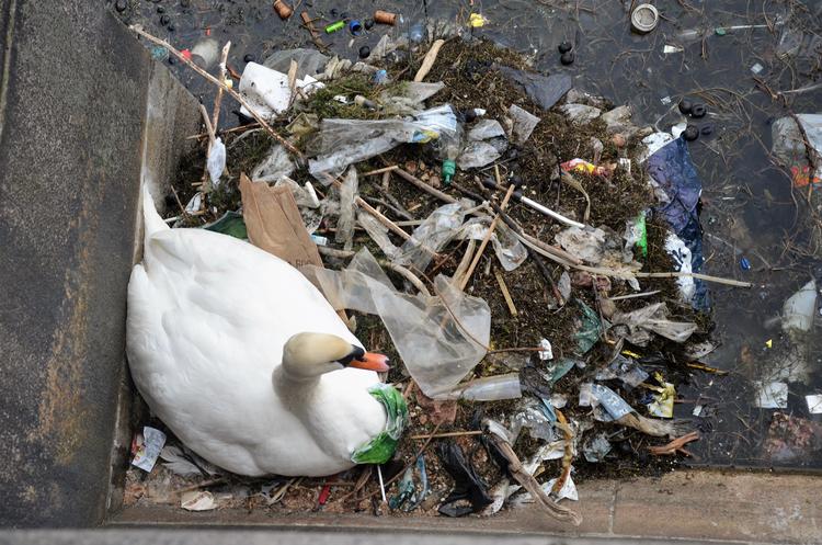 En svane har bygget en rede af plastik i Sortedamssøen i København.   Foto: Lisbeth Engbo/ Plastic Change 