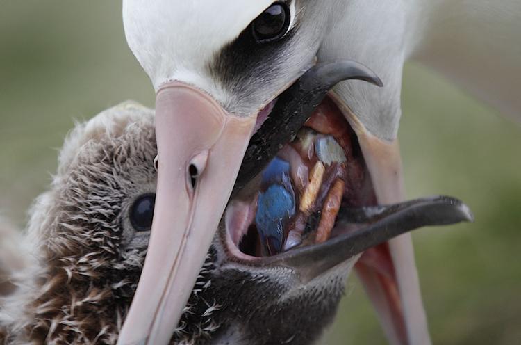 En albatros fodrer sin unge med plastik. Arten er truet, fordi plastikaffald samler sig i de
områder hvor de samler føde.  Foto: Chris Jordan/Plastic Change.  