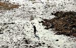 Billedet her er taget i 2004, da en person fra den isolerede stamme på North Sentinel skød pile efter en helikopter, som fløj over øen. Foto: Indian Coast Guard/survival