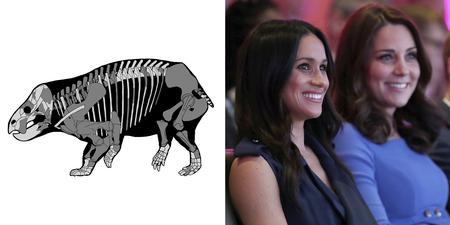 Foto: Illustration G. Niedzwiedzki/AP/Chris Jackson/AP