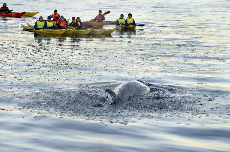 
    En hval svømmer rundt i den indre havn i Hobro, tirsdag 27.november 2018. 
   Foto: Henning Bagger/Ritzau Scanpix