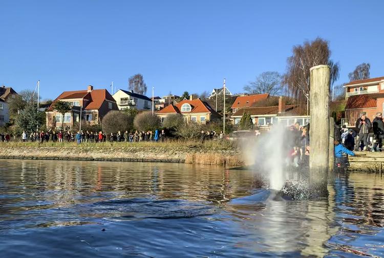 Den 8 til 10 meter lange hval ligger i Hobro Havn i Mariager Fjord. Foto: Annelene Petersen/Ritzau Scanpix