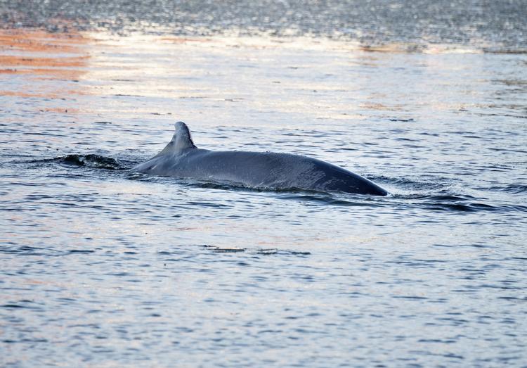 Den ti meter lange vågehval, der tirsdag svømmede fra Mariager Fjord og ind i havnebassinet i Hobro, er stadig i live. Foto: Henning Bagger/Ritzau Scanpix