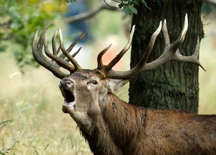 Foto: Jens Dresling/POLFOTO