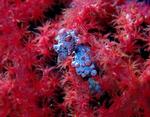 En ganske lille søhest er blandt de særprægede væsener, som lever i Lembeh-strædet. Foto: Marc Weiler