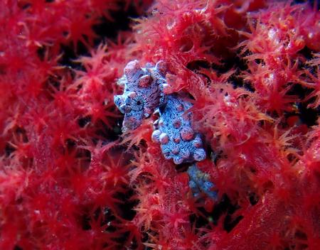 En ganske lille søhest er blandt de særprægede væsener, som lever i Lembeh-strædet. Foto: Marc Weiler