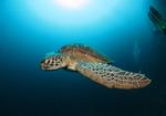 Fra klipperne omkring øen Bunaken kan man dykke ned blandt de mange havskildpadder. Foto: Sam Crouch