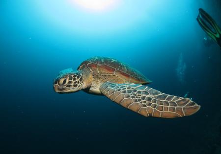 Fra klipperne omkring øen Bunaken kan man dykke ned blandt de mange havskildpadder. Foto: Sam Crouch