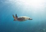 Mens mange danskere rejser til Indonesien, er der få, som tager til øen nordøst for Bali. Området vil begejstre de fleste natur- eller dyreelskere. Foto: Sam Crouch