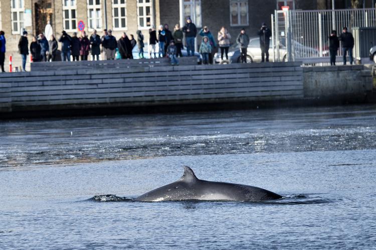 Hvalen i Hobro Havn er fundet død. Foto: Henning Bagger/Ritzau Scanpix