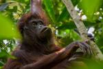 Mor og barn kom forbi og var i området i et par timer i Sukau Rainforest Lodge i  Borneo .   Foto: Jannie Schou