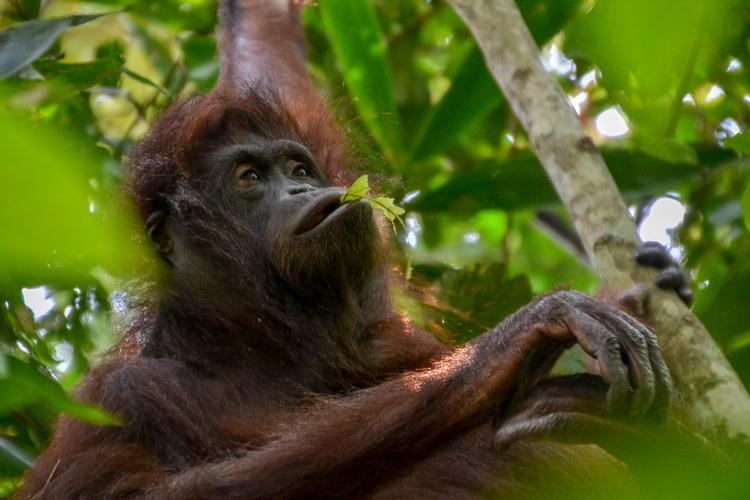 Mor og barn kom forbi og var i området i et par timer i Sukau Rainforest Lodge i  Borneo .   Foto: Jannie Schou
