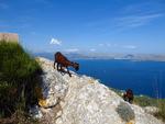 På vandring sammen med bjerggeder på smukke Mallorca.  Foto: Eva Fischer