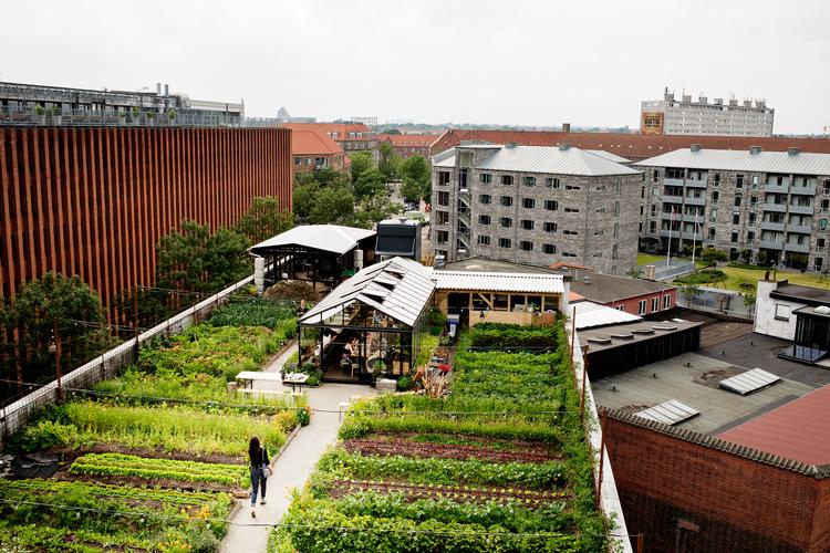 ØsterGRO er en 600 kvadratmeter stor grøntsagshave på et gammelt fabrikstag på Østerbro i København. Foto: Lasse Kofod/POLFOTO