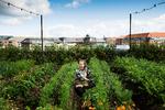 ØsterGRO er en 600 kvadratmeter stor grøntsagshave på et gammelt fabrikstag på Østerbro i København. Foto: Line Ørnes Søndergaard/POLFOTO