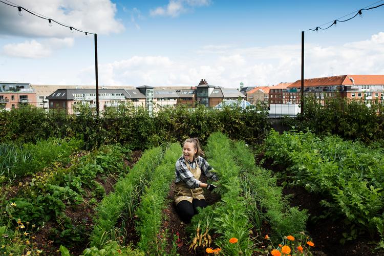 ØsterGRO er en 600 kvadratmeter stor grøntsagshave på et gammelt fabrikstag på Østerbro i København. Foto: Line Ørnes Søndergaard/POLFOTO