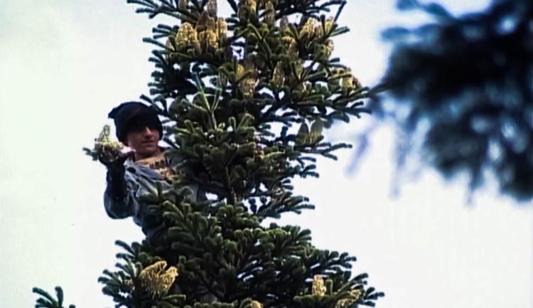 I filmen 'Oh Tannenaum' af Jeppe Søgaard følges træets vej fra et lille frø til kasseret julepynt.  Filmstill 'Oh Tannenbaum' af Jeppe Søgaard