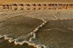 Saltet er blevet hentet i de åbne saltminer ved Dankalia i Etiopien og skal nu fragtes hele vejen op til Agula i 2.400 meters højde. Foto: Stefano Pensotti/Travel Photographer of the Year 