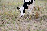 Køerne havde svært ved at finde græs på markerne, da tørken bed sig fast og var med  til at sætte klimaet på dagsordenen.  Foto: Finn Frandsen/POLFOTO