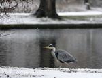 Fra i dag er det forbudt at fodre dyrene i Frederiksberg Have og Søndermarken, heriblandt også hejrerne.  Foto: Jens Dresling/POLFOTO
