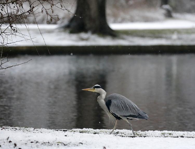 Fra i dag er det forbudt at fodre dyrene i Frederiksberg Have og Søndermarken, heriblandt også hejrerne.  Foto: Jens Dresling/POLFOTO