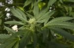 Thailand er det første land i Sydøstasien, der lovliggør marihuana til medicinsk brug. Det er også et tiltag, der bliver overvejet i nabolandet Malaysia. Foto: Richard Vogel/AP