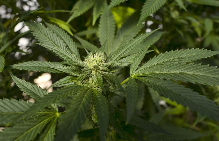 Thailand er det første land i Sydøstasien, der lovliggør marihuana til medicinsk brug. Det er også et tiltag, der bliver overvejet i nabolandet Malaysia. Foto: Richard Vogel/AP