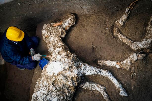 Arkæologer har fundet en stald med tre heste i et nyligt udgravet område af Pompeji.  Foto: Cesare Abbate/AP