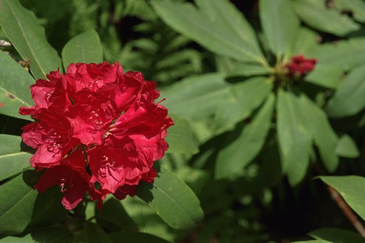 
Rododendron findes med mange farver blomster.   Arkivfoto: Tine Harden