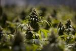 
   Salget af lovlig cannabis forventes at nå 16,3 milliarder kroner i Californien i 2018, skriver AP.
Dermed er den amerikanske delstat på rekordtid blevet et af verdens største markeder for lovlig cannabis. Foto: Jae C. Hong/AP