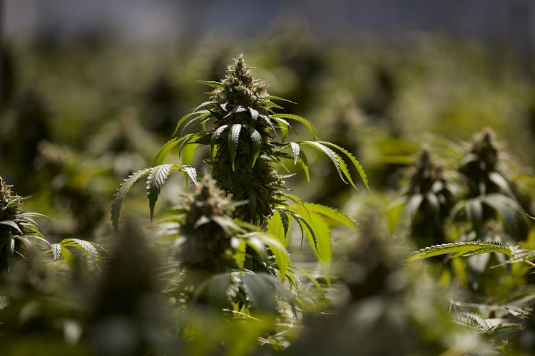 
   Salget af lovlig cannabis forventes at nå 16,3 milliarder kroner i Californien i 2018, skriver AP.
Dermed er den amerikanske delstat på rekordtid blevet et af verdens største markeder for lovlig cannabis. Foto: Jae C. Hong/AP
