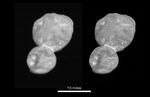 Ultima Thule er dækket af is og består i virkeligheden af to runde sfærer, den ene tre gange større end den anden, der over millioner af år er smeltet sammen, lyder det fra Nasa.
     Foto: /AP