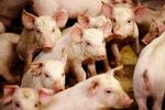 Sune Gylling Æbeløs indlæg retter en fejlagtig kritik af den danske griseproduktion, skriver chefkonsulent hos Landbrug & Fødevarer Trine Vig i dette debatindlæg. Foto: Klaus Holsting/POLITIKEN
