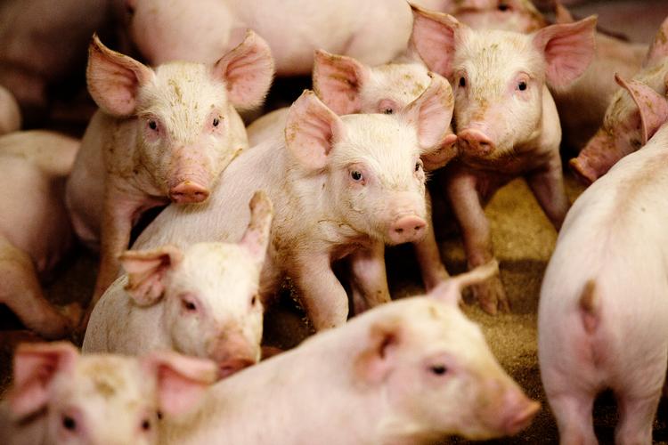 Sune Gylling Æbeløs indlæg retter en fejlagtig kritik af den danske griseproduktion, skriver chefkonsulent hos Landbrug & Fødevarer Trine Vig i dette debatindlæg. Foto: Klaus Holsting/POLITIKEN