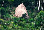 Amazonas er hjemsted for over 100 isolerede stammer. Billedet viser et langhus, som tilhører en af stammerne og er fotograferet fra luften.   Foto: /AP